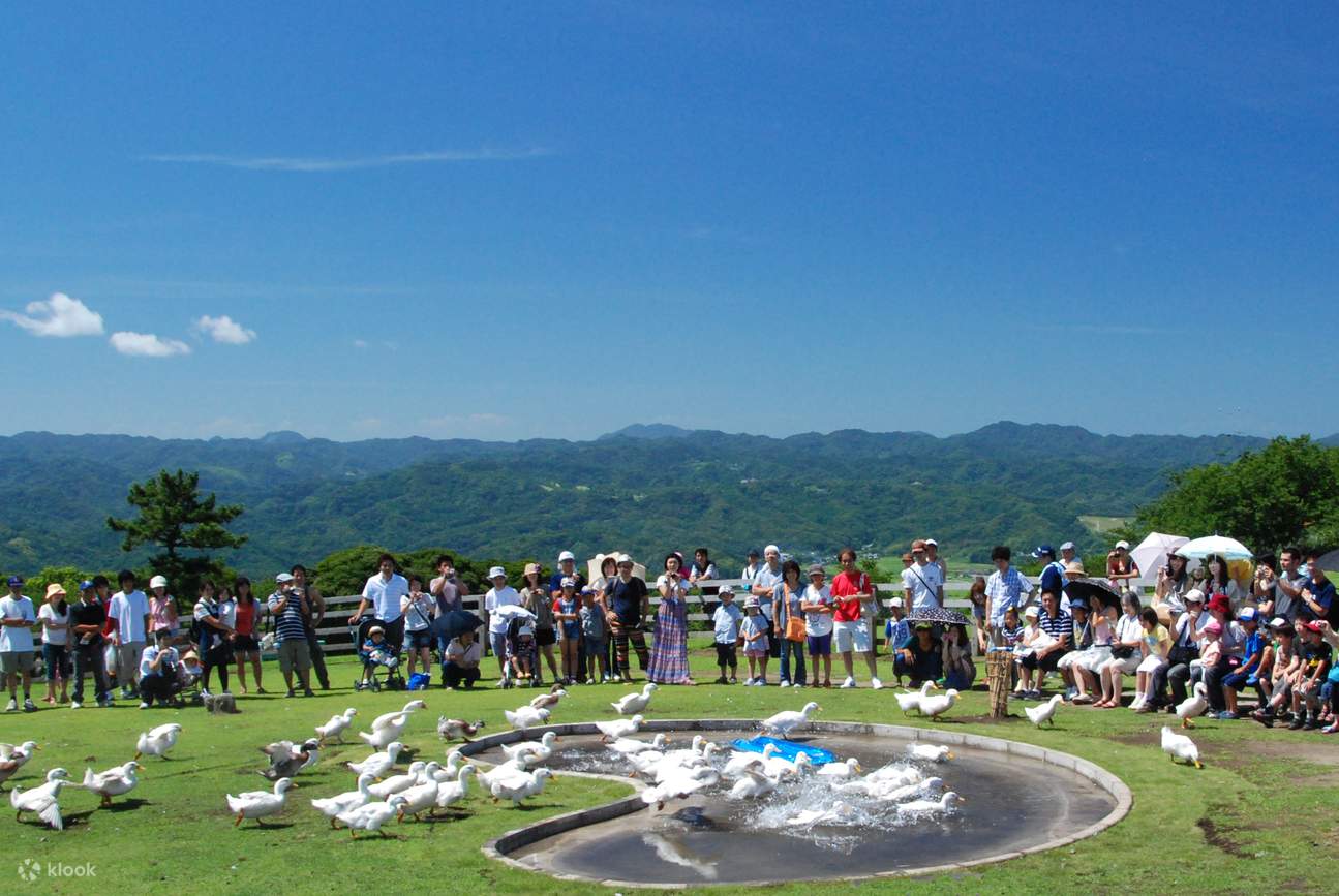 [Day Trip Near Tokyo] Mother Farm in Chiba, Kamogawa Sea World Family ...